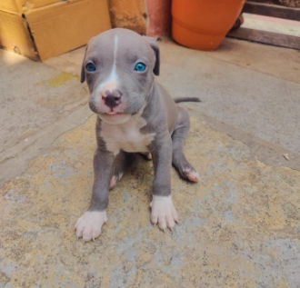 Buy Vaccinated  Pitbull Puppy from Goa